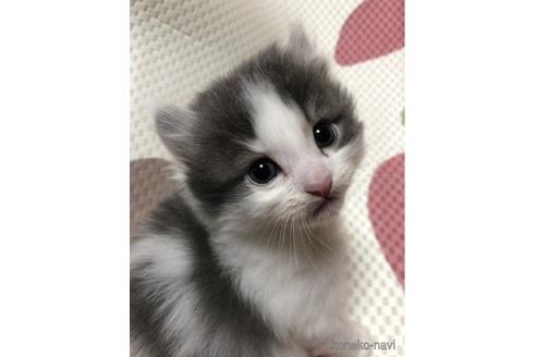 販売中の大阪府のキンカロー-53054
