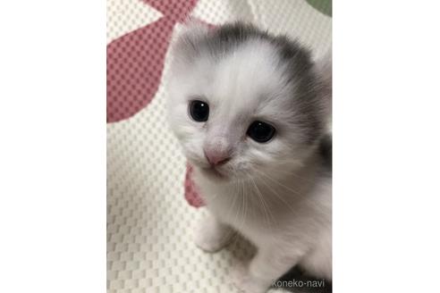 販売中の大阪府のキンカロー-53059