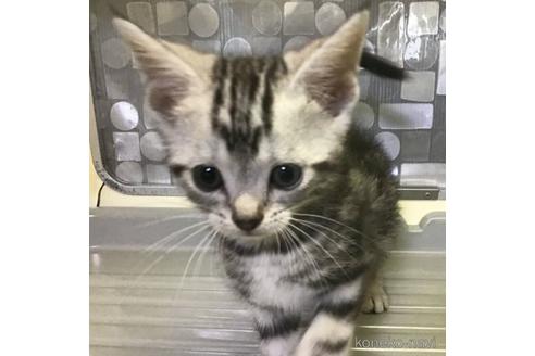 販売中の山形県のアメリカンショートヘア-53140