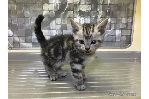 販売中の山形県のアメリカンショートヘア-53141