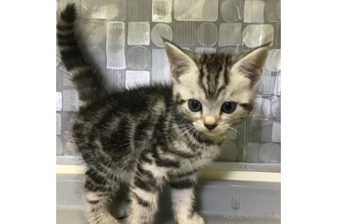 販売中の山形県のアメリカンショートヘア-53144