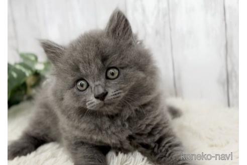 成約済の静岡県のブリティッシュロングヘア-53203の1枚目