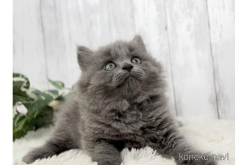 成約済の静岡県のブリティッシュロングヘア-53203の2枚目