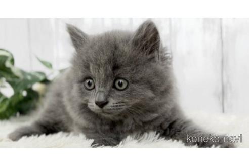 成約済の静岡県のブリティッシュロングヘア-53203の3枚目