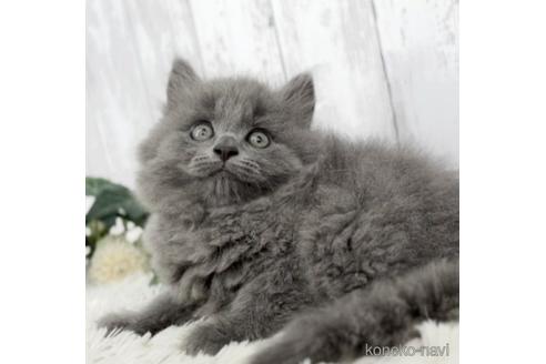 成約済の静岡県のブリティッシュロングヘア-53203の5枚目