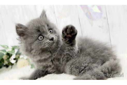 成約済の静岡県のブリティッシュロングヘア-53203の4枚目