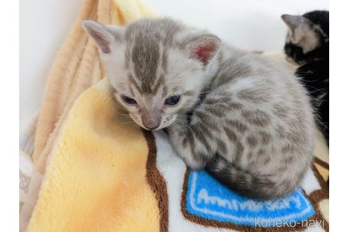 成約済の東京都のベンガル-51541の13枚目