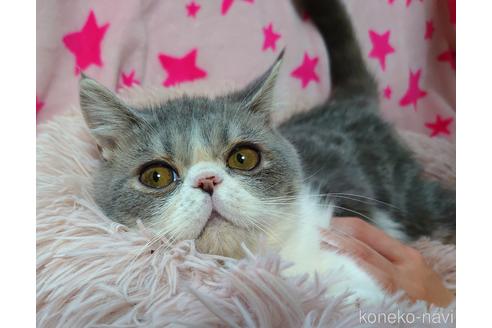 成約済の愛知県のエキゾチックショートヘア-51941の5枚目