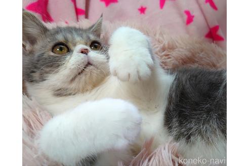 成約済の愛知県のエキゾチックショートヘア-51941の4枚目