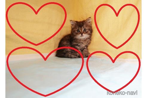 成約済の東京都のミヌエット-53366