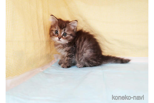 成約済の東京都のミヌエット-53366の2枚目