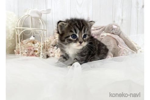 成約済の大阪府のサイベリアン-53380の3枚目
