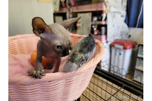 成約済の千葉県のスフィンクス-47950の3枚目