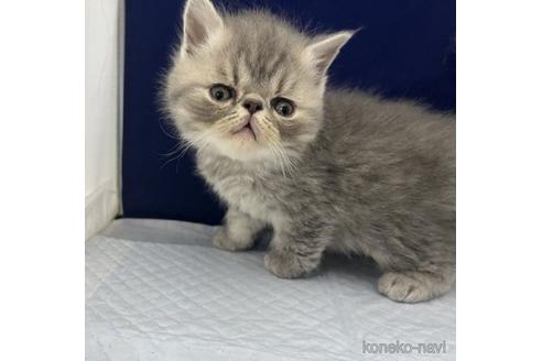 販売中の富山県のエキゾチックショートヘア-53484