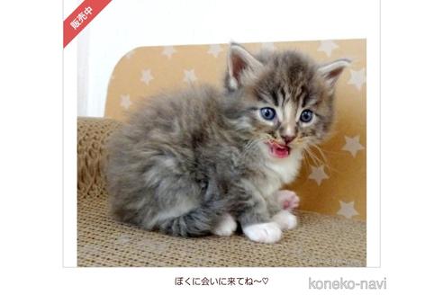成約済の大阪府のメインクーン-53501の2枚目
