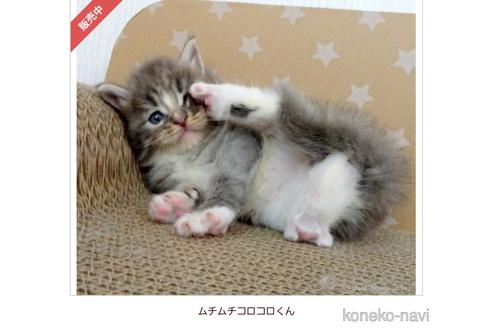 成約済の大阪府のメインクーン-53501の3枚目