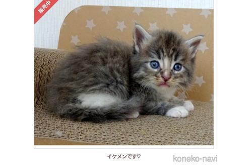 成約済の大阪府のメインクーン-53501の4枚目