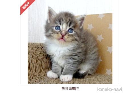 成約済の大阪府のメインクーン-53501の1枚目