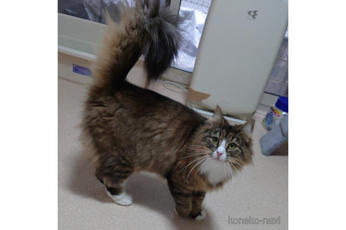 成約済の埼玉県のノルウェージャンフォレストキャット-53516の5枚目
