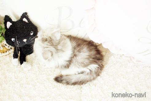 成約済の佐賀県のペルシャ(チンチラ)-53583の2枚目