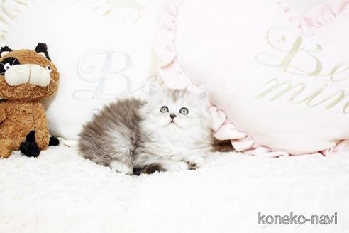 成約済の佐賀県のペルシャ(チンチラ)-53584の3枚目