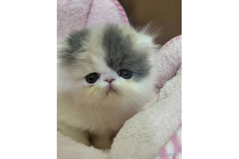 販売中の大阪府のエキゾチックロングヘア-53599