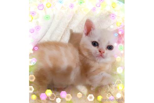 販売中の東京都のアメリカンショートヘア-50772の5枚目