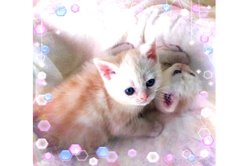 販売中の東京都のアメリカンショートヘア-50772の4枚目