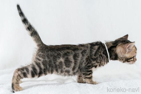 成約済の福岡県のベンガル-53626の21枚目