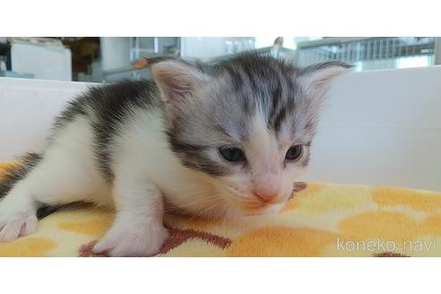 成約済の愛知県のメインクーン-52148の4枚目