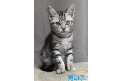 販売中の愛知県のアメリカンショートヘア-45593