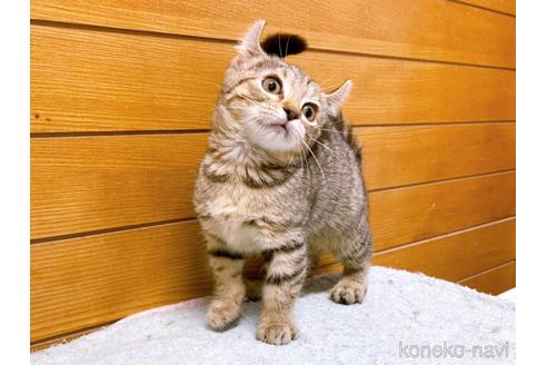 成約済の東京都のキンカロー-49152の4枚目