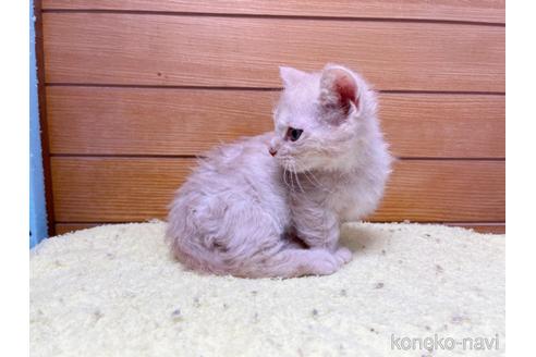 成約済の東京都のマンチカン-50856の9枚目