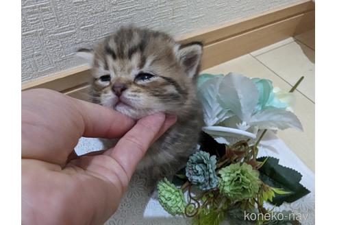 成約済の広島県のミックス-53717の1枚目