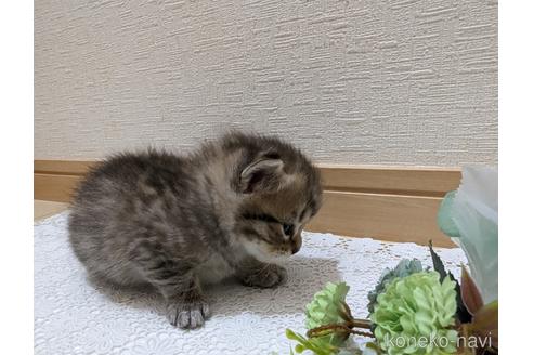 成約済の広島県のミックス-53717の3枚目