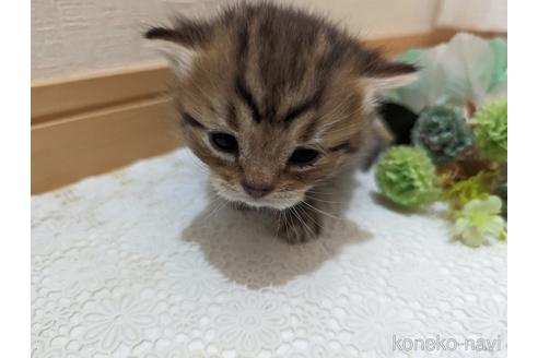 成約済の広島県のミックス-53717の2枚目