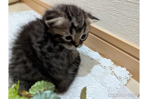 成約済の広島県のミックス-53718の28枚目
