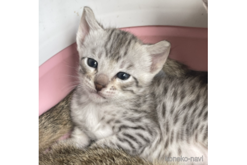 販売中の愛知県のサバンナキャット-53772