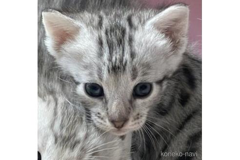 販売中の愛知県のサバンナキャット-53773