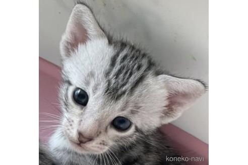 販売中の愛知県のサバンナキャット-53775