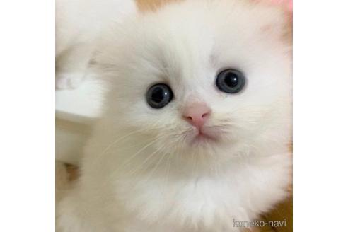成約済の三重県のスコティッシュフォールド(折れ耳)-53785