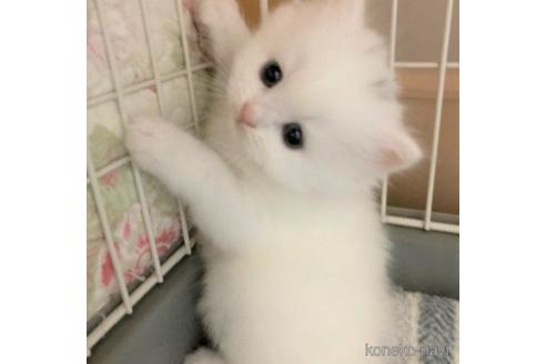成約済の三重県のスコティッシュフォールド-53792の1枚目