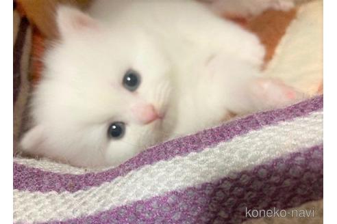 成約済の三重県のスコティッシュフォールド-53792の5枚目