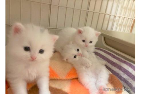 成約済の三重県のスコティッシュフォールド-53792の3枚目