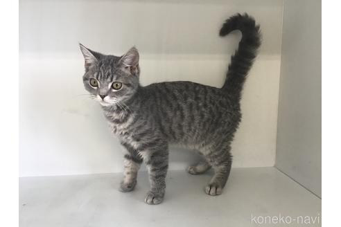 販売中の山形県のスコティッシュフォールド-47868