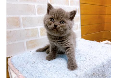 成約済の東京都のエキゾチックショートヘア-53882の15枚目