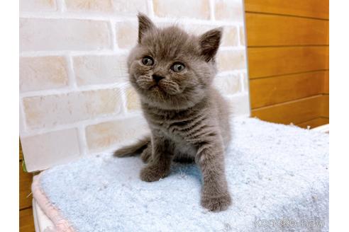 成約済の東京都のエキゾチックショートヘア-53882の13枚目