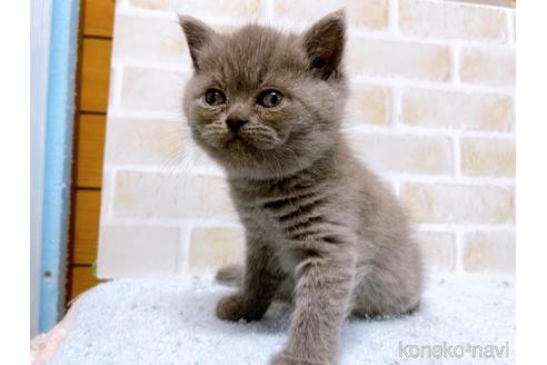 成約済の東京都のエキゾチックショートヘア-53882の12枚目