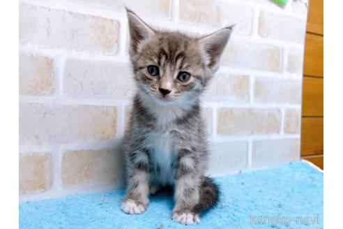 成約済の東京都のスコティッシュフォールド-53892の2枚目