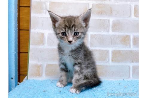 成約済の東京都のスコティッシュフォールド-53892の3枚目